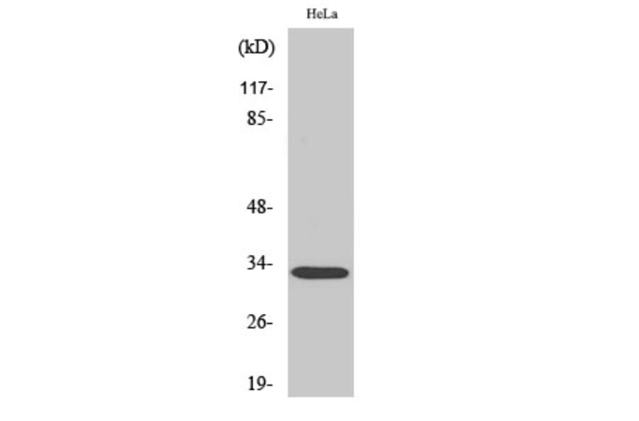 Western Blot - Anti-RAD Antibody (C16022) - Antibodies.com