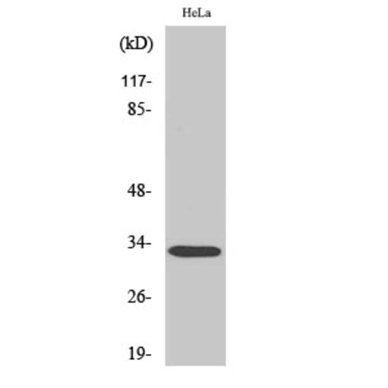 Western Blot - Anti-RAD Antibody (C16022) - Antibodies.com