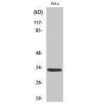 Western Blot - Anti-RAD Antibody (C16022) - Antibodies.com