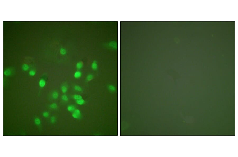 Immunofluorescence - Anti-PML Antibody (C0305) - Antibodies.com