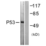 Western Blot - Anti-p53 Antibody (B0530) - Antibodies.com