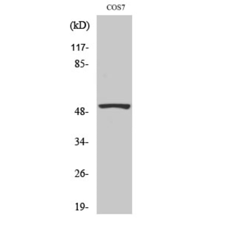 Western Blot - Anti-p53 Antibody (B0530) - Antibodies.com