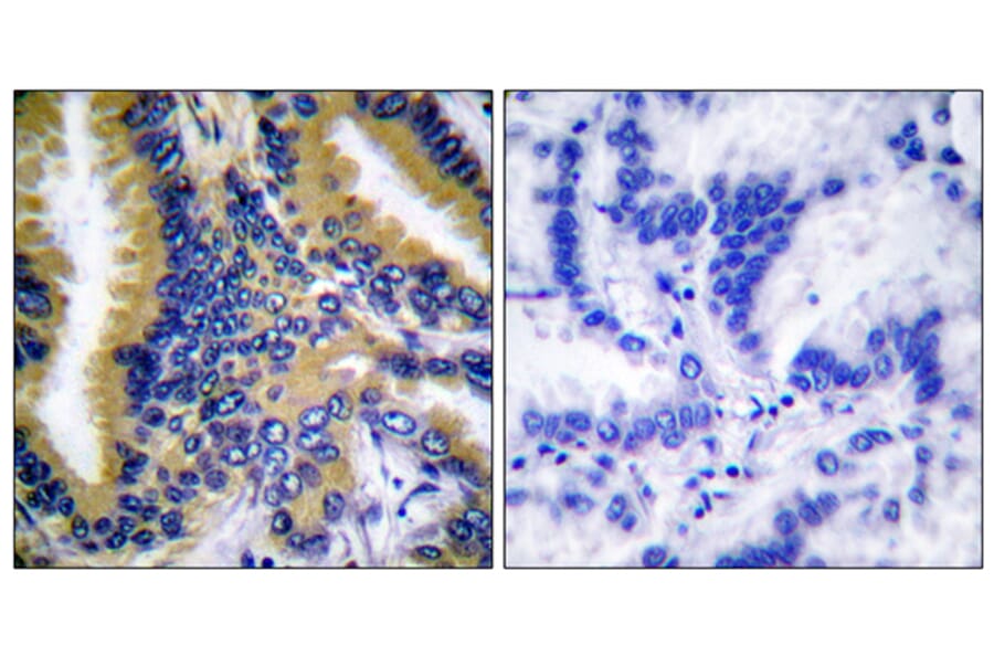 Immunohistochemistry - Anti-BIK Antibody (B0053) - Antibodies.com