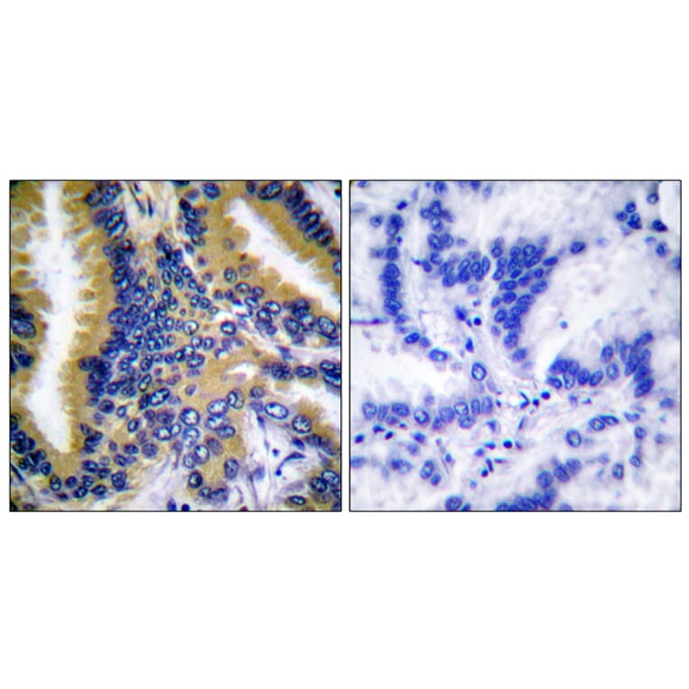 Immunohistochemistry - Anti-BIK Antibody (B0053) - Antibodies.com