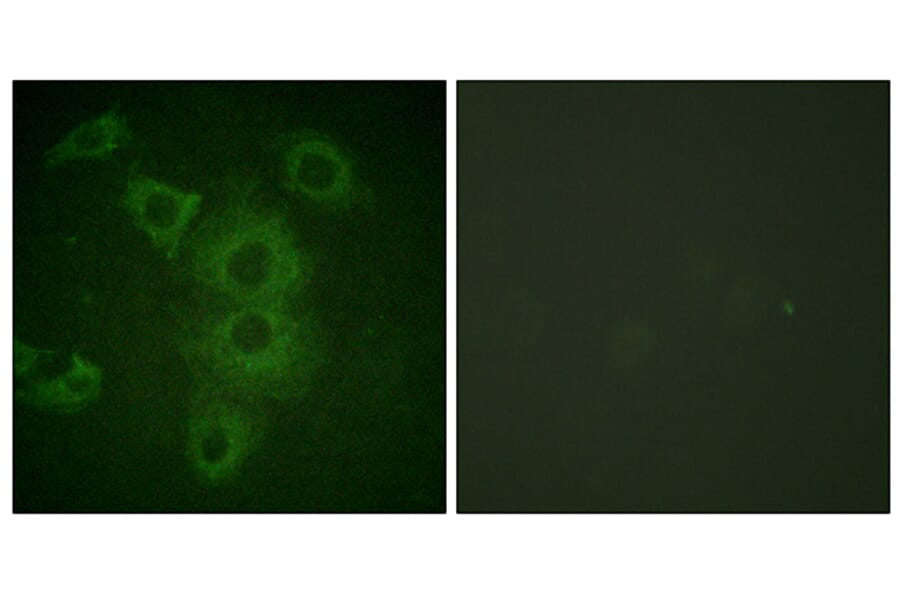 Immunofluorescence - Anti-BIK Antibody (B0053) - Antibodies.com