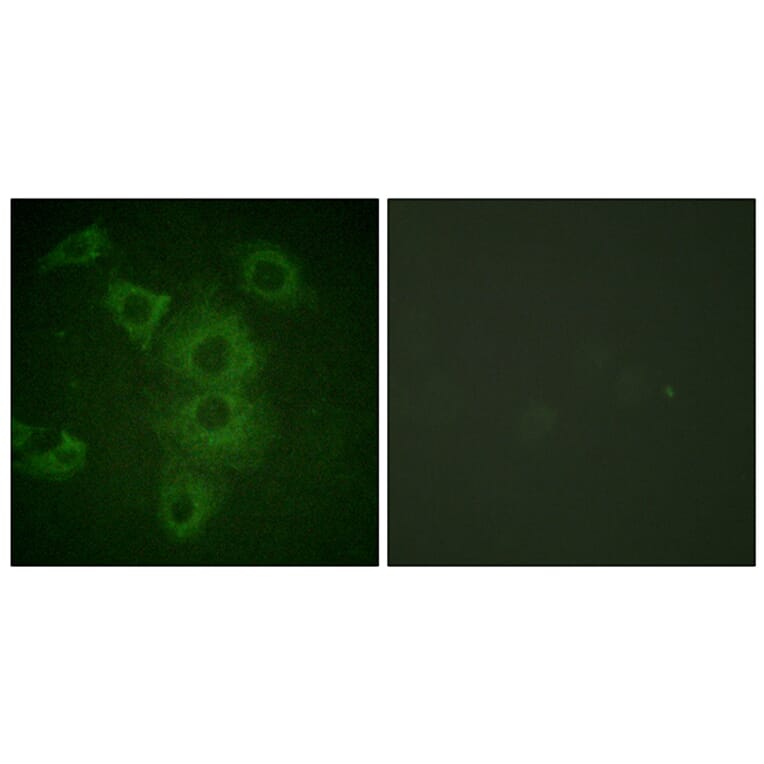 Immunofluorescence - Anti-BIK Antibody (B0053) - Antibodies.com