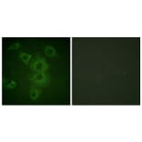 Immunofluorescence - Anti-BIK Antibody (B0053) - Antibodies.com