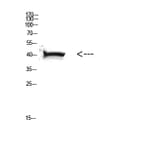 Western Blot - Anti-HLA Class I Antibody (R12-2182) - Antibodies.com
