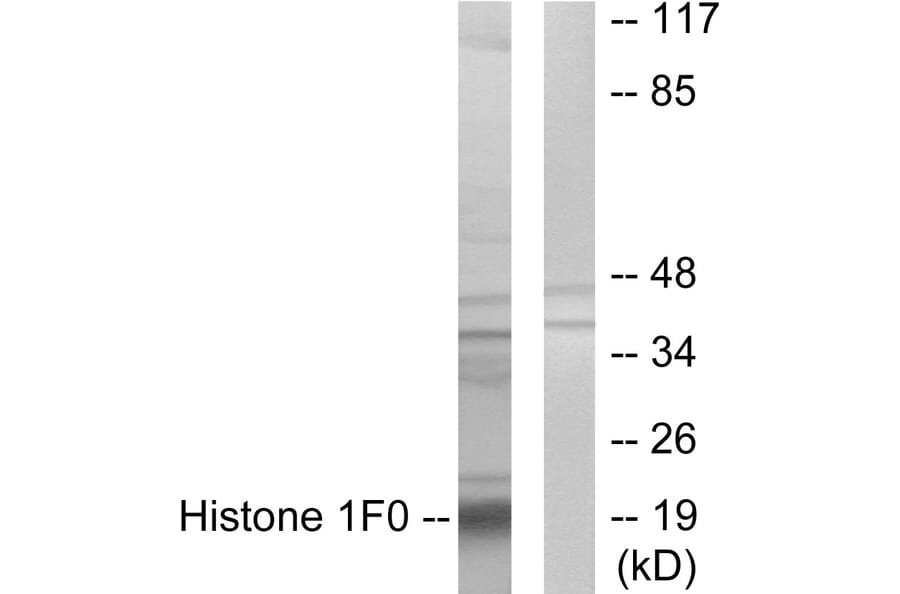Western Blot - Anti-Histone 1F0 Antibody (C10293) - Antibodies.com