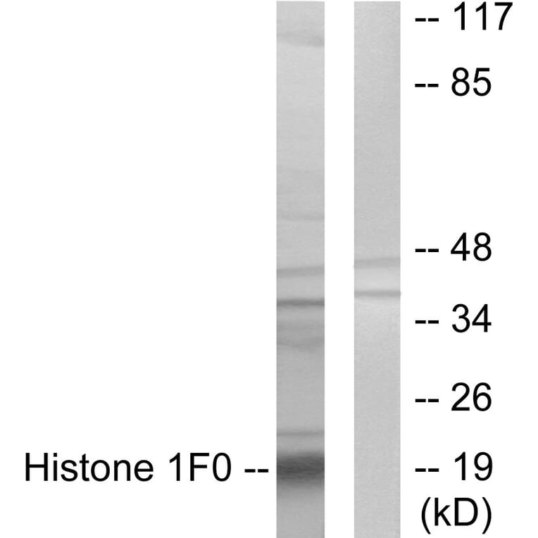 Western Blot - Anti-Histone 1F0 Antibody (C10293) - Antibodies.com