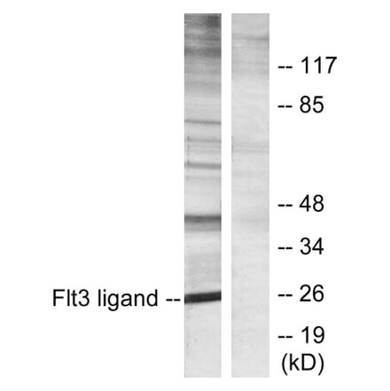 Western Blot - Anti-Flt3 ligand Antibody (C10654) - Antibodies.com