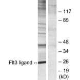Western Blot - Anti-Flt3 ligand Antibody (C10654) - Antibodies.com