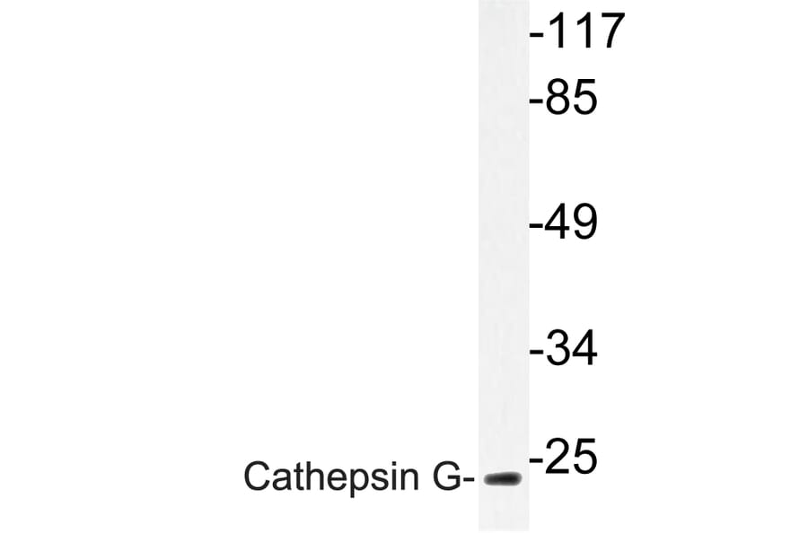 Western Blot - Anti-Cathepsin G Antibody (R12-2060) - Antibodies.com