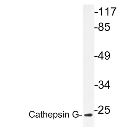 Western Blot - Anti-Cathepsin G Antibody (R12-2060) - Antibodies.com