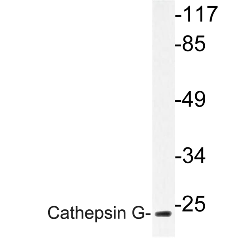 Western Blot - Anti-Cathepsin G Antibody (R12-2060) - Antibodies.com