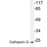Western Blot - Anti-Cathepsin G Antibody (R12-2060) - Antibodies.com