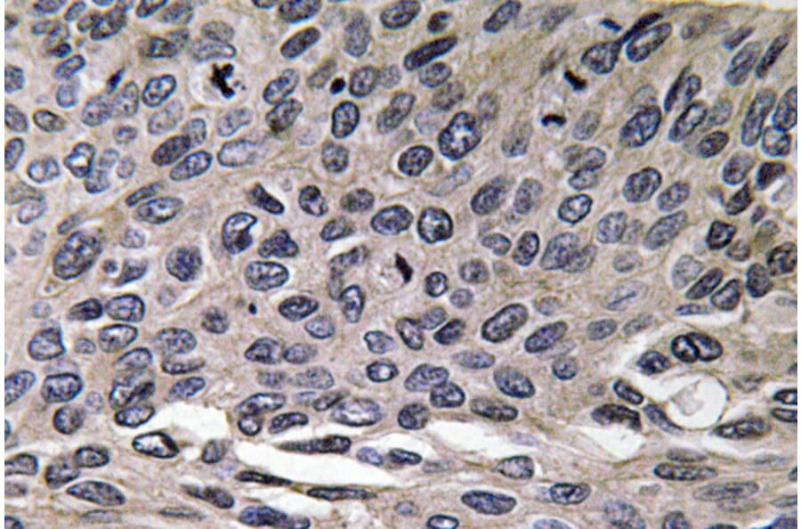 Immunohistochemistry - Anti-MIP-1alpha Antibody (R12-2239) - Antibodies.com