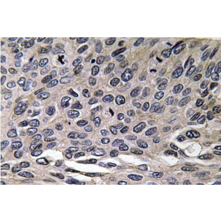 Immunohistochemistry - Anti-MIP-1alpha Antibody (R12-2239) - Antibodies.com