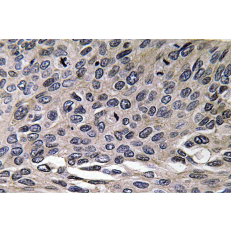 Immunohistochemistry - Anti-MIP-1alpha Antibody (R12-2239) - Antibodies.com