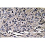 Immunohistochemistry - Anti-MIP-1alpha Antibody (R12-2239) - Antibodies.com