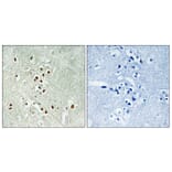 Immunohistochemistry - Anti-GADD45GIP1 Antibody (C15969) - Antibodies.com