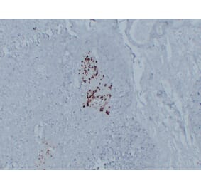 Immunohistochemistry - Anti-Glucagon Antibody (V0077) - Antibodies.com