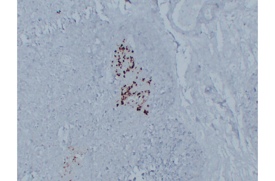 Immunohistochemistry - Anti-Glucagon Antibody (V0077) - Antibodies.com