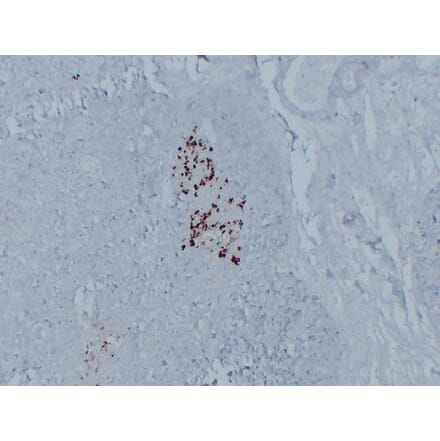 Immunohistochemistry - Anti-Glucagon Antibody (V0077) - Antibodies.com