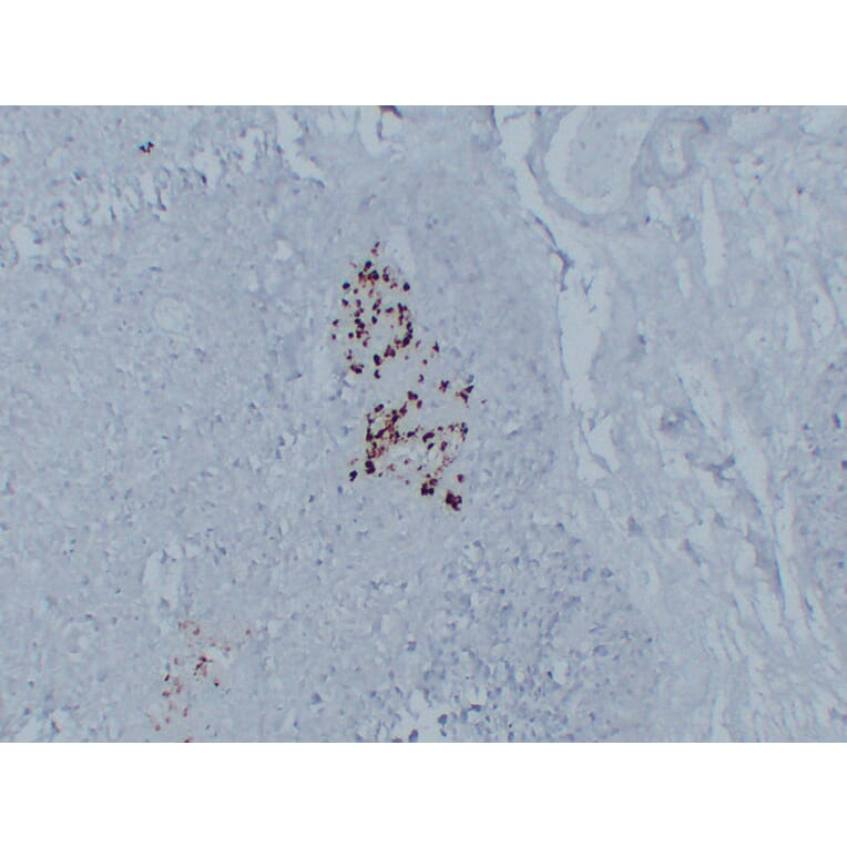 Immunohistochemistry - Anti-Glucagon Antibody (V0077) - Antibodies.com