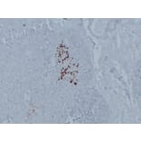 Immunohistochemistry - Anti-Glucagon Antibody (V0077) - Antibodies.com