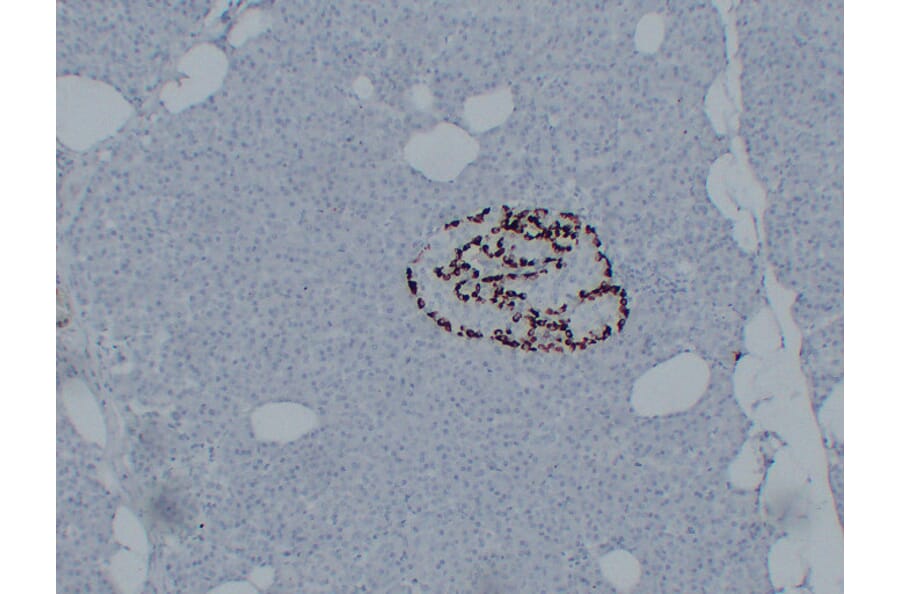 Immunohistochemistry - Anti-Glucagon Antibody (V0077) - Antibodies.com