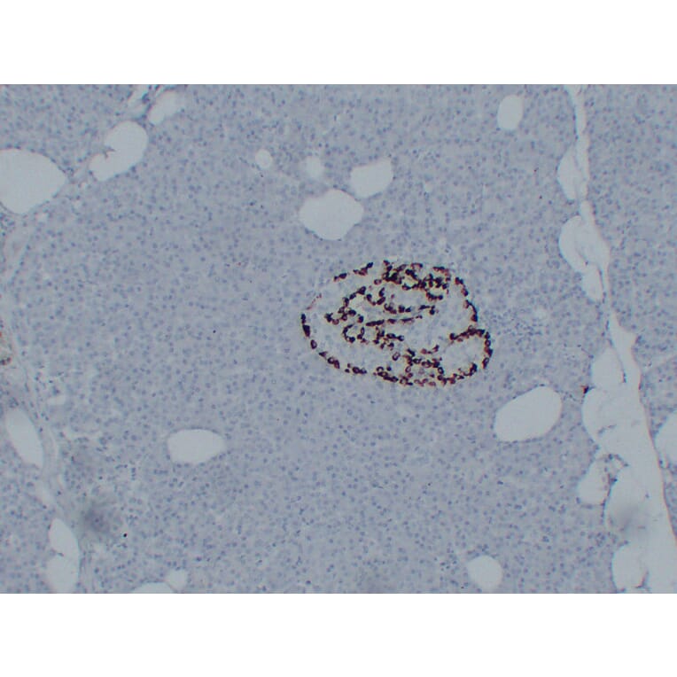 Immunohistochemistry - Anti-Glucagon Antibody (V0077) - Antibodies.com