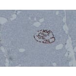 Immunohistochemistry - Anti-Glucagon Antibody (V0077) - Antibodies.com