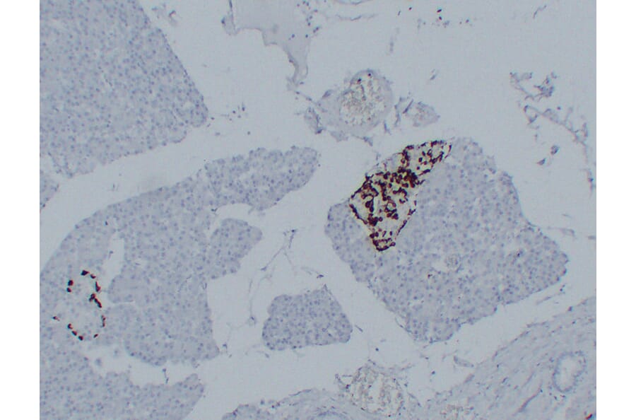 Immunohistochemistry - Anti-Glucagon Antibody (V0077) - Antibodies.com