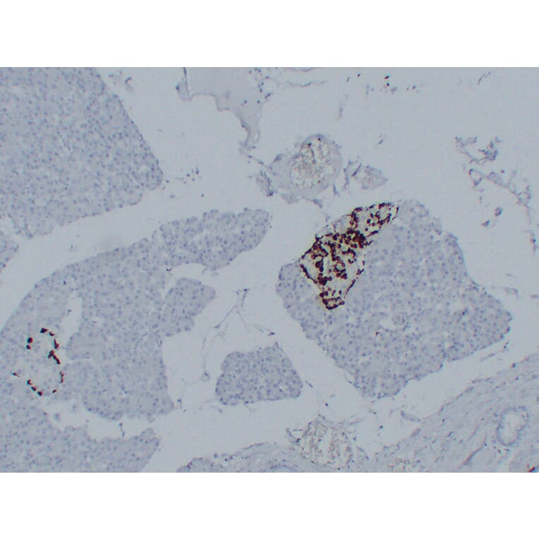 Immunohistochemistry - Anti-Glucagon Antibody (V0077) - Antibodies.com