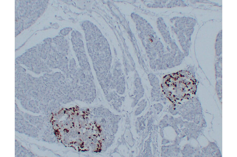 Immunohistochemistry - Anti-Glucagon Antibody (V0077) - Antibodies.com