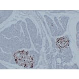 Immunohistochemistry - Anti-Glucagon Antibody (V0077) - Antibodies.com