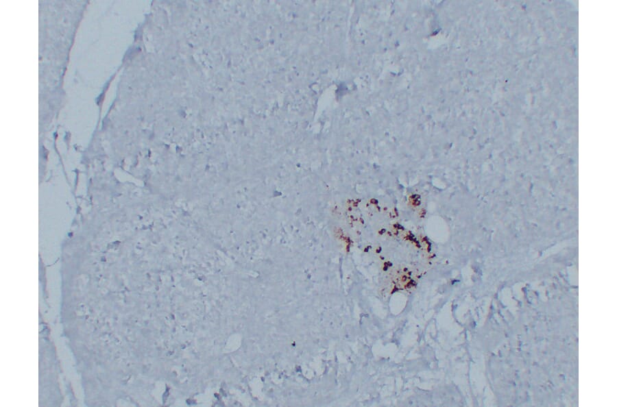 Immunohistochemistry - Anti-Glucagon Antibody (V0077) - Antibodies.com