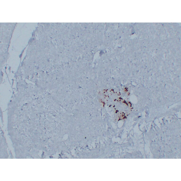 Immunohistochemistry - Anti-Glucagon Antibody (V0077) - Antibodies.com