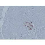 Immunohistochemistry - Anti-Glucagon Antibody (V0077) - Antibodies.com