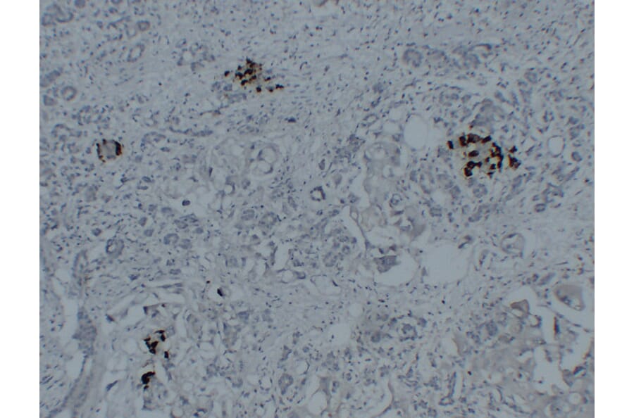 Immunohistochemistry - Anti-Glucagon Antibody (V0077) - Antibodies.com