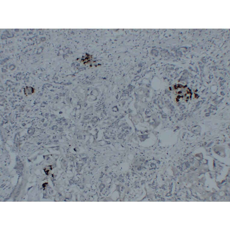 Immunohistochemistry - Anti-Glucagon Antibody (V0077) - Antibodies.com