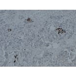 Immunohistochemistry - Anti-Glucagon Antibody (V0077) - Antibodies.com