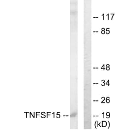 Western Blot - Anti-TNFSF15 Antibody (C10215) - Antibodies.com