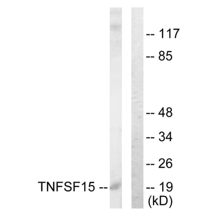 Western Blot - Anti-TNFSF15 Antibody (C10215) - Antibodies.com