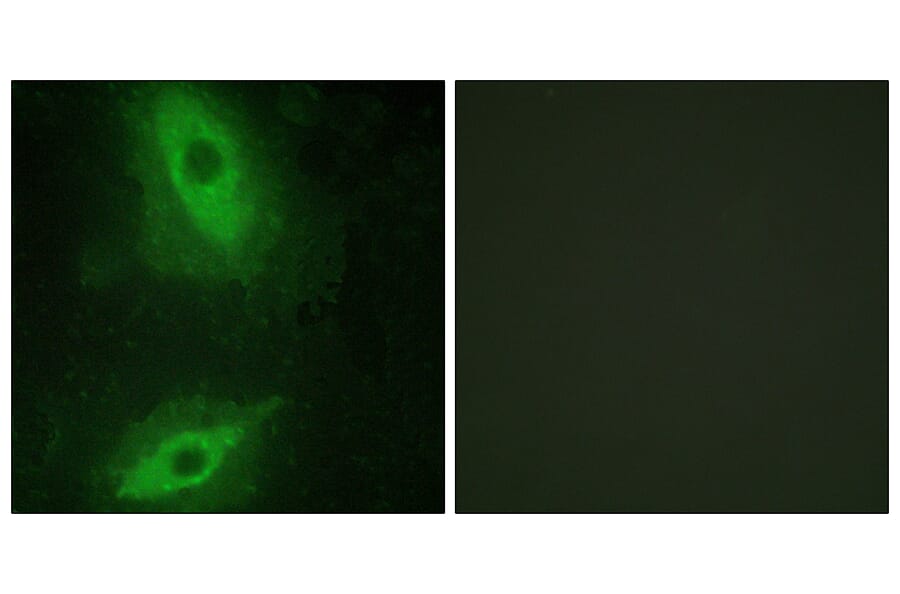 Immunofluorescence - Anti-TNFSF15 Antibody (C10215) - Antibodies.com