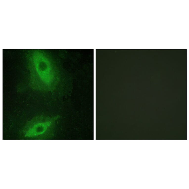 Immunofluorescence - Anti-TNFSF15 Antibody (C10215) - Antibodies.com