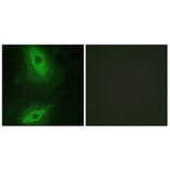 Immunofluorescence - Anti-TNFSF15 Antibody (C10215) - Antibodies.com