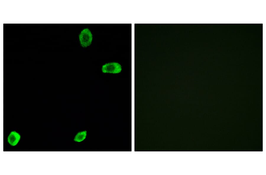 Immunofluorescence - Anti-TAS2R39 Antibody (G756) - Antibodies.com