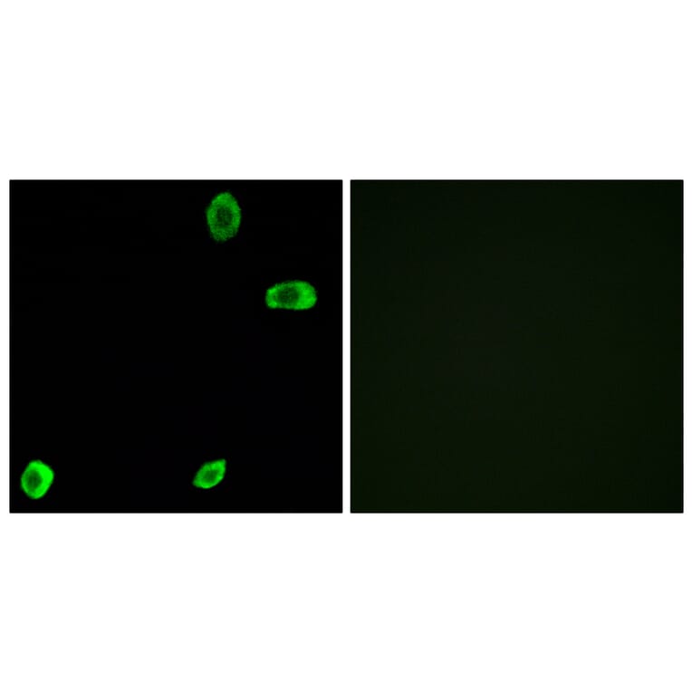 Immunofluorescence - Anti-TAS2R39 Antibody (G756) - Antibodies.com